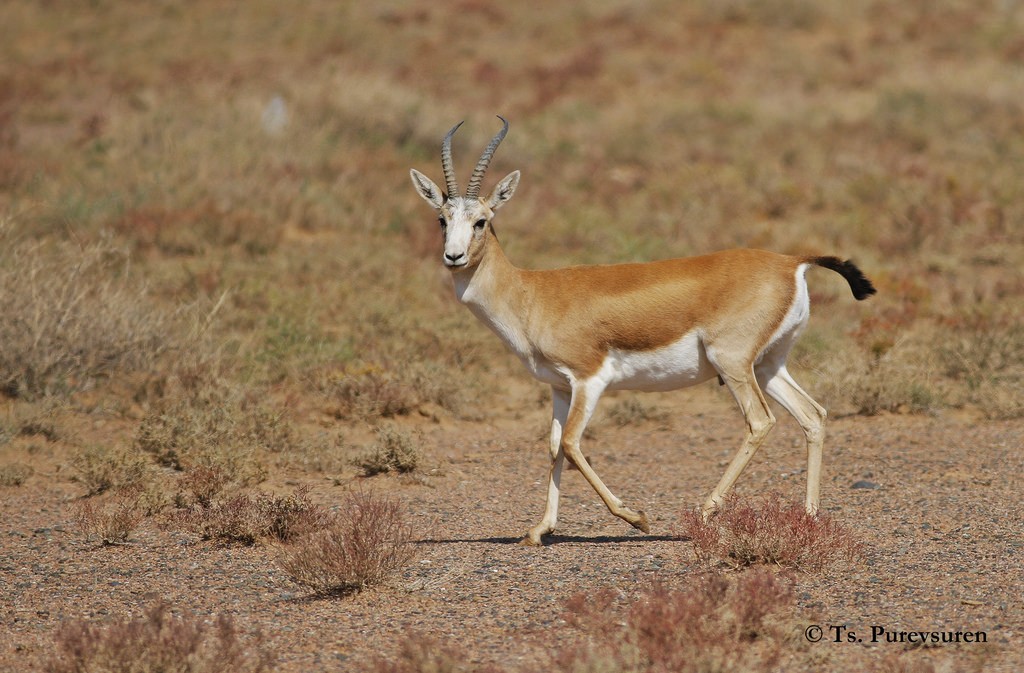 black gazelle